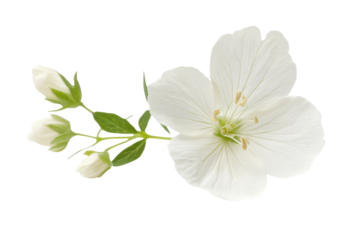 Delicate white jasmine flower and buds isolated on transparent background. White flower isolated on white background.