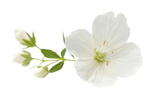 Delicate white jasmine flower and buds isolated on transparent background. White flower isolated on white background.