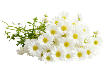 Bouquet of white daisies with yellow centers isolated on transparent background. White flower isolated on white background.