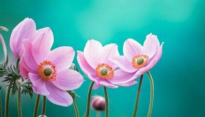 Naklejka premium Gently pink flowers of anemones outdoors in summer spring close-up on turquoise background w.jpg