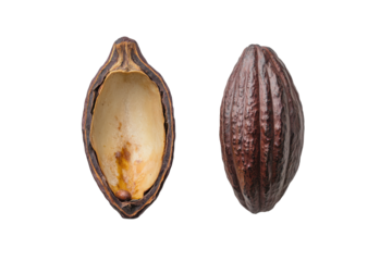 Open cacao pod filled with raw beans isolated on transparent background. Whole and half cocoa pod with raw beans isolated on white background.