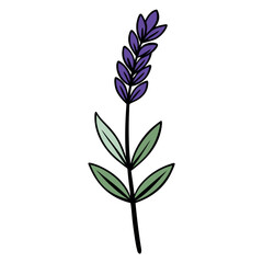 Vector art of purple lavender flower isolated on white background