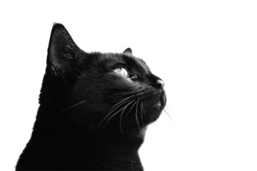 Close up of a black cat s head looking up isolated on transparent background. Black cat isolated on white background.
