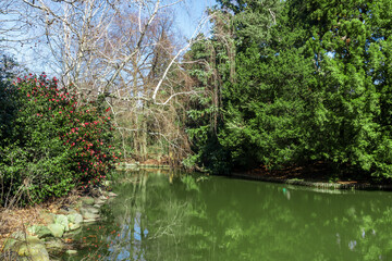 Trees and bushes reflected in a serene pond