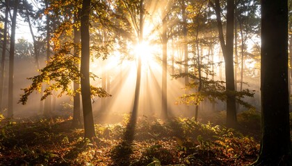 Obraz premium Sunbeams through autumn forest (1)