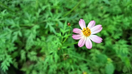 Purple Cosmos Caudatus Flower Blooming in Natural Garden – Asteraceae Family Plant with Lush...