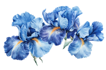 Beautiful blue iris flowers isolated on transparent background. Blue iris flowers isolated on white background.