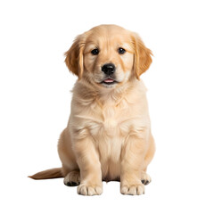 Adorable golden retriever puppy sitting and looking forward, isolated on transparent background