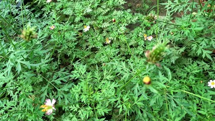 Natural Green Kenikir Cosmos Leaf with Health Benefits Common in Traditional Indonesian Cuisine and...