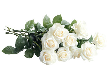 Bouquet of creamy white roses with green leaves isolated on transparent background. Bouquet of white roses isolated on white background.