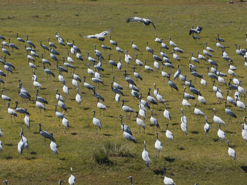 Aerial view of a vibrant tapestry of Demoiselle Cranes congregating in a grassy expanse, their white and grey plumage contrasting sharply with the earthy tones, Turgen, Uvs, Mongolia.