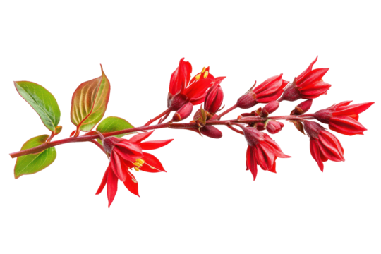 Red azalea flower branch isolated on transparent background. Branch of red flower isolated on white background.