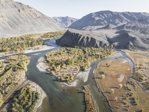 Aerial view of the braided Turgen River carving through rugged terrain, with golden trees contrasting against the dark mountains, Turgen, Uvs, Mongolia.
