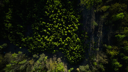 Aerial view of dense green forest canopy in sunlight and shadow
