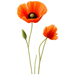 Fototapeta premium Vibrant orange poppy flowers with delicate petals and a closed bud stand tall against a stark black background showcasing nature s beauty in a simple yet striking composition