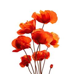 Obraz premium A cluster of vibrant orange poppies against a black background