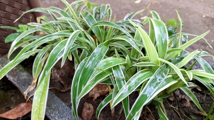 Elegant Spider Plant Houseplant with Variegated Leaves: Lush Green Foliage (Chlorophytum comosum) with White Stripes, Perfect for Eco-Friendly Botanical Concepts and Indoor Decor