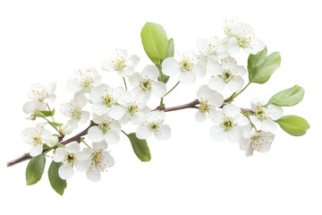 Obraz premium Delicate white cherry blossom branch isolated on transparent background. Cherry blossom branch isolated on white background.