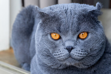 Gray cat with orange eyes