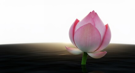 Pink lotus flower in soft light
