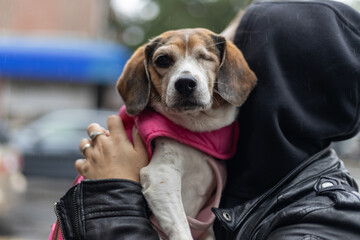 A woman holding the dog is wearing a dark hooded top and a black leather-like jacket.