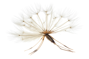 Close up of a dandelion seed head isolated on transparent background. Dandelion seed head isolated on white background.