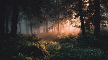 Fototapeta premium Misty forest path bathed in golden sunlight