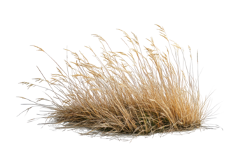 Dry bunch of grass isolated on transparent background. Dry grass isolated on white background.