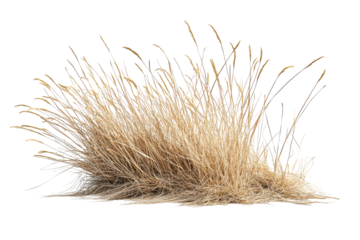 Dry bunch of grass isolated on transparent background. Dry grass isolated on white background.