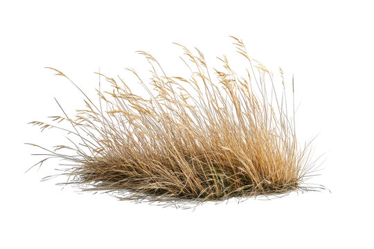 Dry bunch of grass isolated on transparent background. Dry grass isolated on white background. - Powered by Adobe