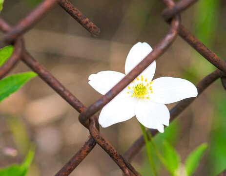 A delicate white flower behind rusty chain link fence - Powered by Adobe