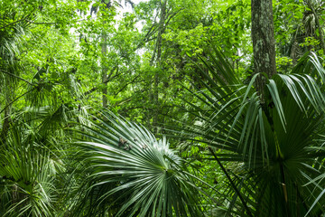 Lush forest with lots of green plants