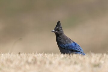 Steller’s Jay Posing in Its Natural Habitat