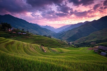 Obraz premium Serene terraced rice paddies at sunset