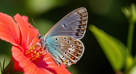 Obraz premium Delicate beauty common blue butterfly on bright red hibiscus flower nectar consumption