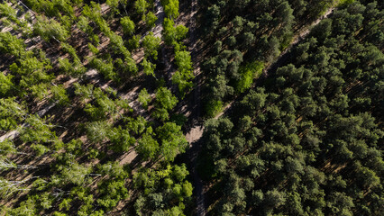 Aerial view of dense green forest canopy in sunlight and shadow
