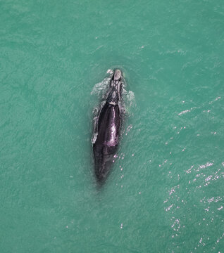 Aerial view of a majestic whale gliding through the turquoise sea, its dark body a stark contrast against the shimmering water, Cape Town, Western Cape, South Africa.