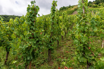 Wine-growing region on the Moselle River