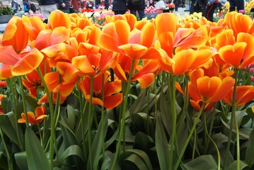 Close-up of bright orange tulips in full bloom at an outdoor flower garden, with green leaves and colorful flowers in the blurred background, captured in natural daylight.