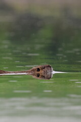 nuoto sotto la pioggia