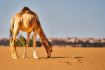 Camel Grazing in the Sahara Desert