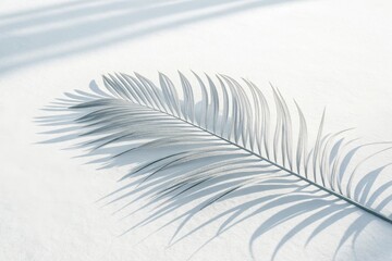 Delicate light blue feather casting a soft shadow on a white surface