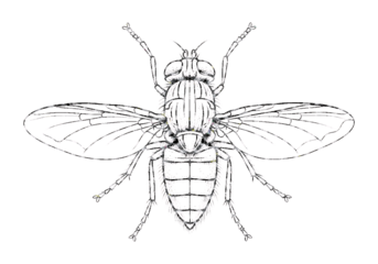 Detailed line art illustration of a fly isolated on transparent background