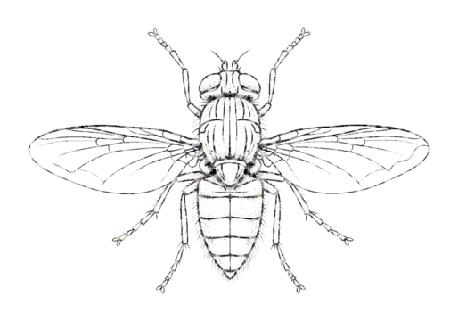Detailed line art illustration of a fly isolated on transparent background