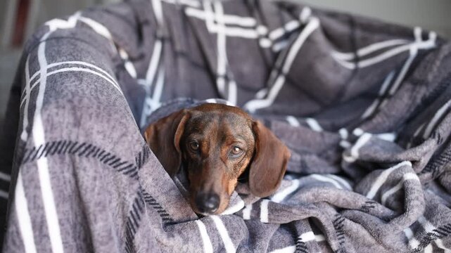 Dachshund dog resting on a cozy blanket with a plaid pattern, showcasing its expressive eyes and relaxed demeanor in a comfortable indoor setting