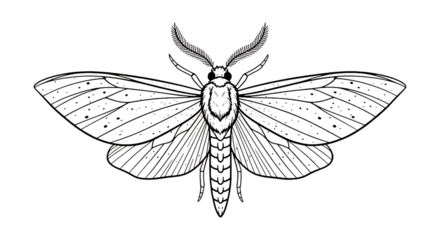 Detailed outline of a moth with intricate wing patterns isolated on transparent background