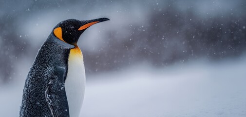 The majestic emperor penguin standing gracefully in a snowy landscape