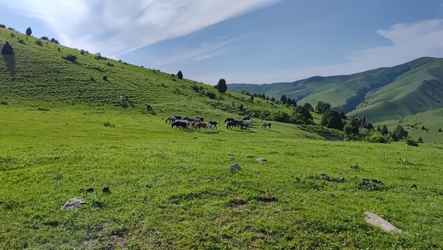 A herd of wild horses grazing in the mountain meadows located in the Silbili gorge, Turkestan region, Republic of Kazakhstan.