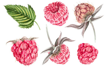 Raspberry juicy ripe berry with green leaves on a branch. Watercolor illustration, hand drawn. Bright watercolor illustration with raspberries for design