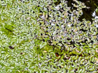 Floating Green Duckweed Plants on Water Surface